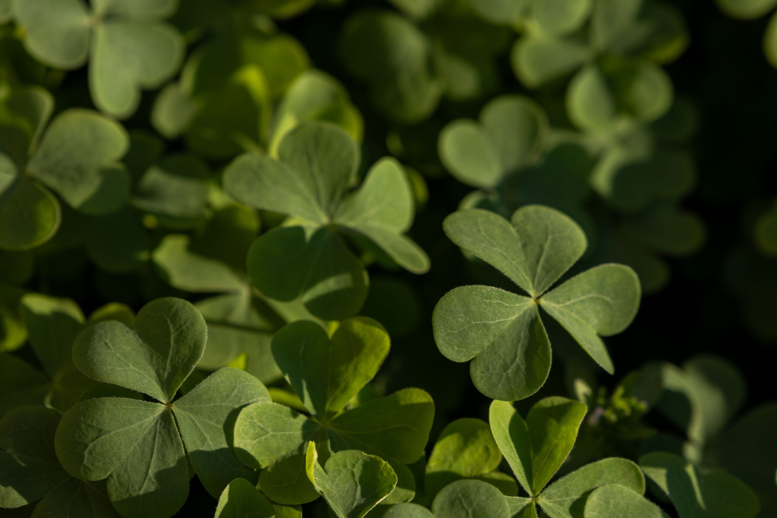 Green wild herbs and edible plants