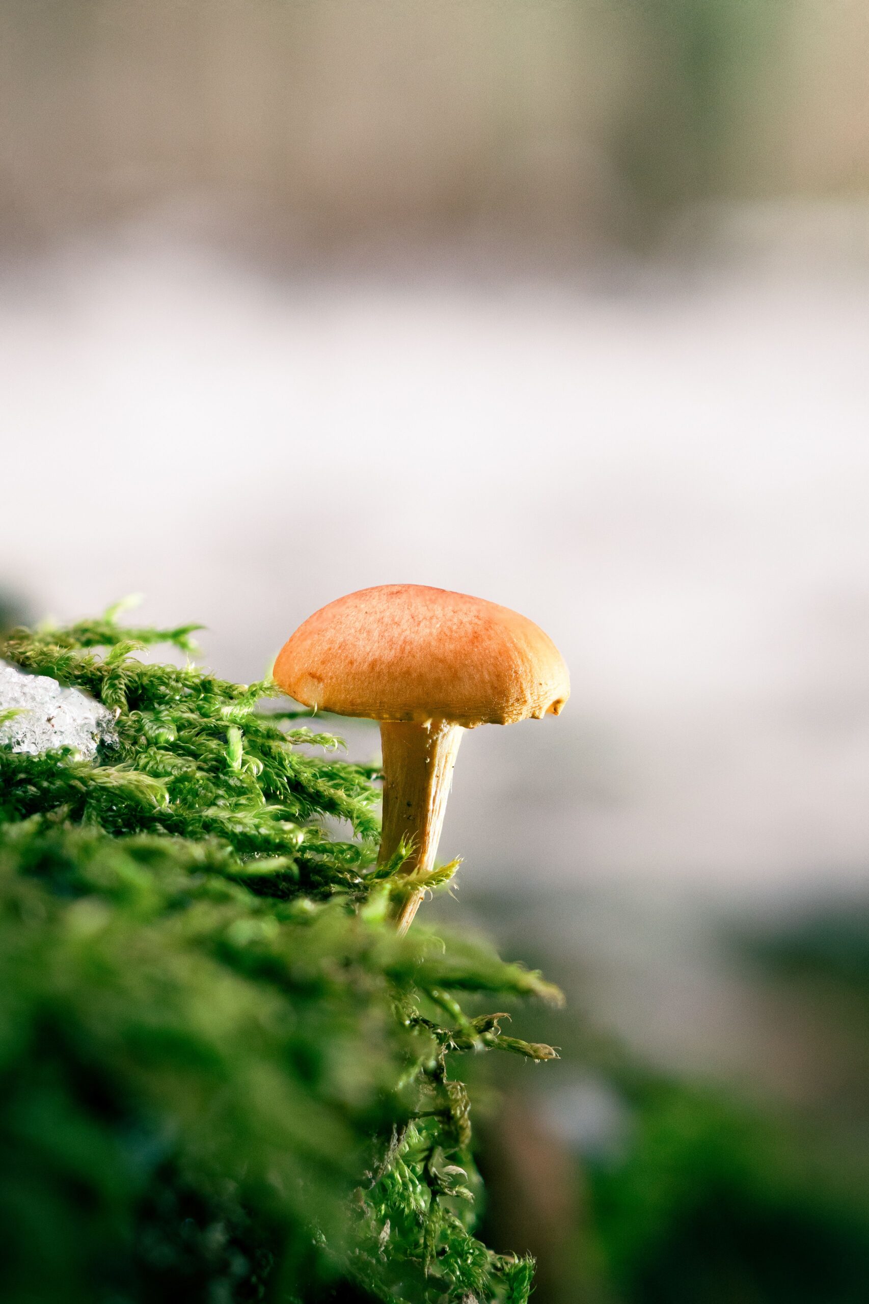 Wild mushroom growing naturally in the forest