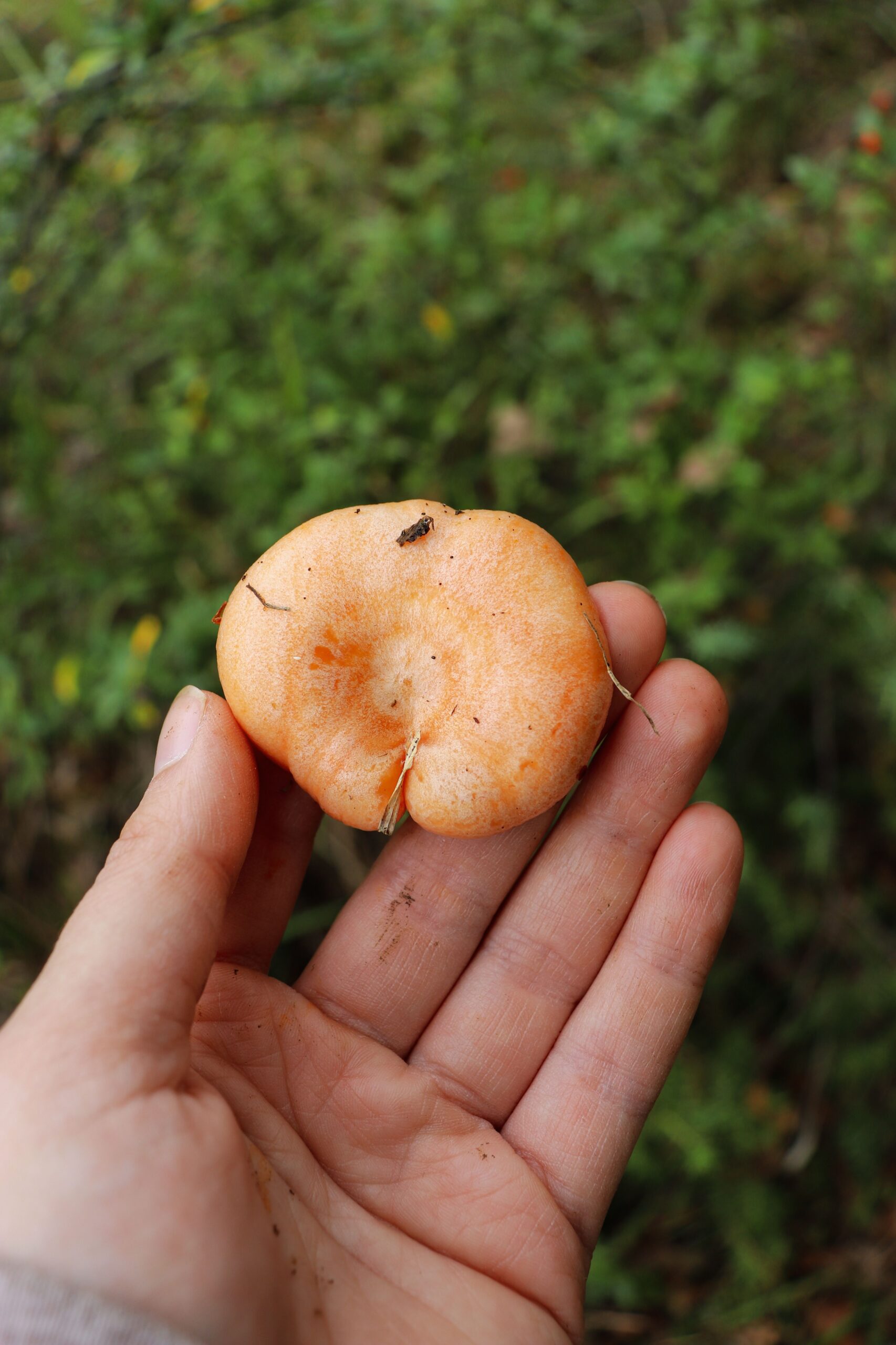 Freshly gathered mushroom held in a hand